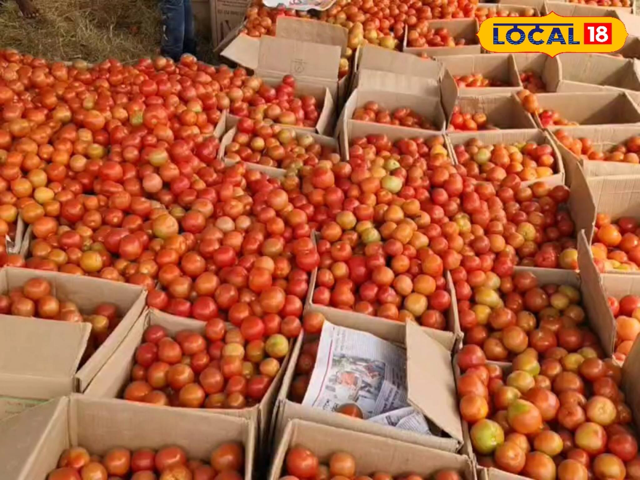 টমেটো ১, শসা ২ টাকা কিলো! মাথায় হাত চাষিদের, বাঁচার উপায় বাতলে দিলেন আধিকারিক