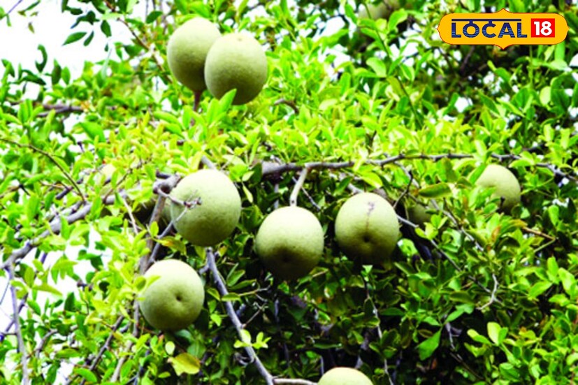 বেল খেলে হজমে উপকার মেলে। হজমের গণ্ডগোল থাকলে, কাঁচা বেল খুবই উপকারি।এছাড়াও আপনার যদি চামড়া জড়ো হয়ে যাওয়ার মত সমস্যা থাকে তাহলে অবশ্যই প্রত্যেকদিন নিয়ম করে অন্তত ১০ দিন দুপুরে ভাত খাওয়ার পর বেলের শরবত খেতে পারেন।