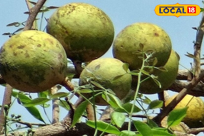 বাজারে গেলেই বেল দেখতে পাওয়া যায়।অনেকেই খেতে ভালবাসেন আবার অনেকে বেলের ভেতরে আঠা থাকে বলে খাওয়া এড়িয়ে চলেন। তবে জানেন এই বেলের মধ্যে রয়েছে হাজার পুষ্টিগুণ এমনটাই জানিয়েছেন বিশিষ্ট ডাক্তার আনন্দ পোদ্দার।বেলে আছে কার্বোহাইড্রেট, প্রোটিন, ভিটামিন এ, ভিটামিন বি, ভিটামিন সি, ক্যালসিয়াম, ফসফরাস, পটাশিয়াম ইত্যাদি বিভিন্ন প্রয়োজনীয় পুষ্টি উপাদান।