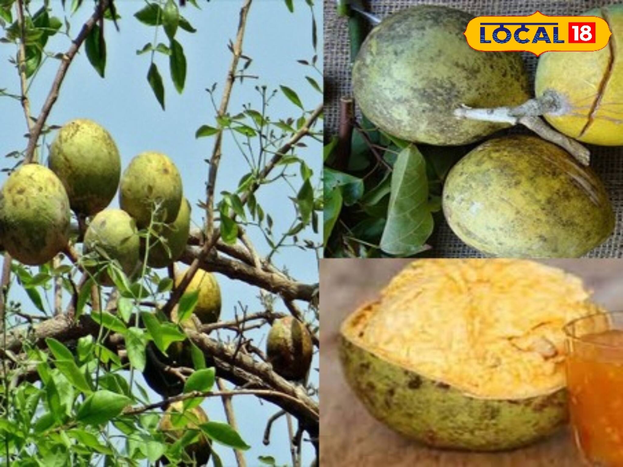 টানা দশ দিন এই নিয়মে বেল খান! কোষ্ঠকাঠিন্য থেকে চিরমুক্তি! জটিল রোগ বাসা বাঁধে না শরীরে