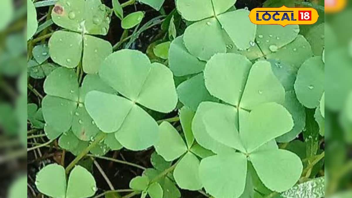 Healthcare: রক্তচাপ, শ্বাসকষ্ট কমায়, স্মৃতিশক্তি বাড়ায়! অবহেলিত এই শাকের উপকার চমকে দেবে Healthcare: রক্তচাপ, শ্বাসকষ্ট কমায়, স্মৃতিশক্তি বাড়ায়! অবহেলিত এই শাকের উপকার চমকে দেবে