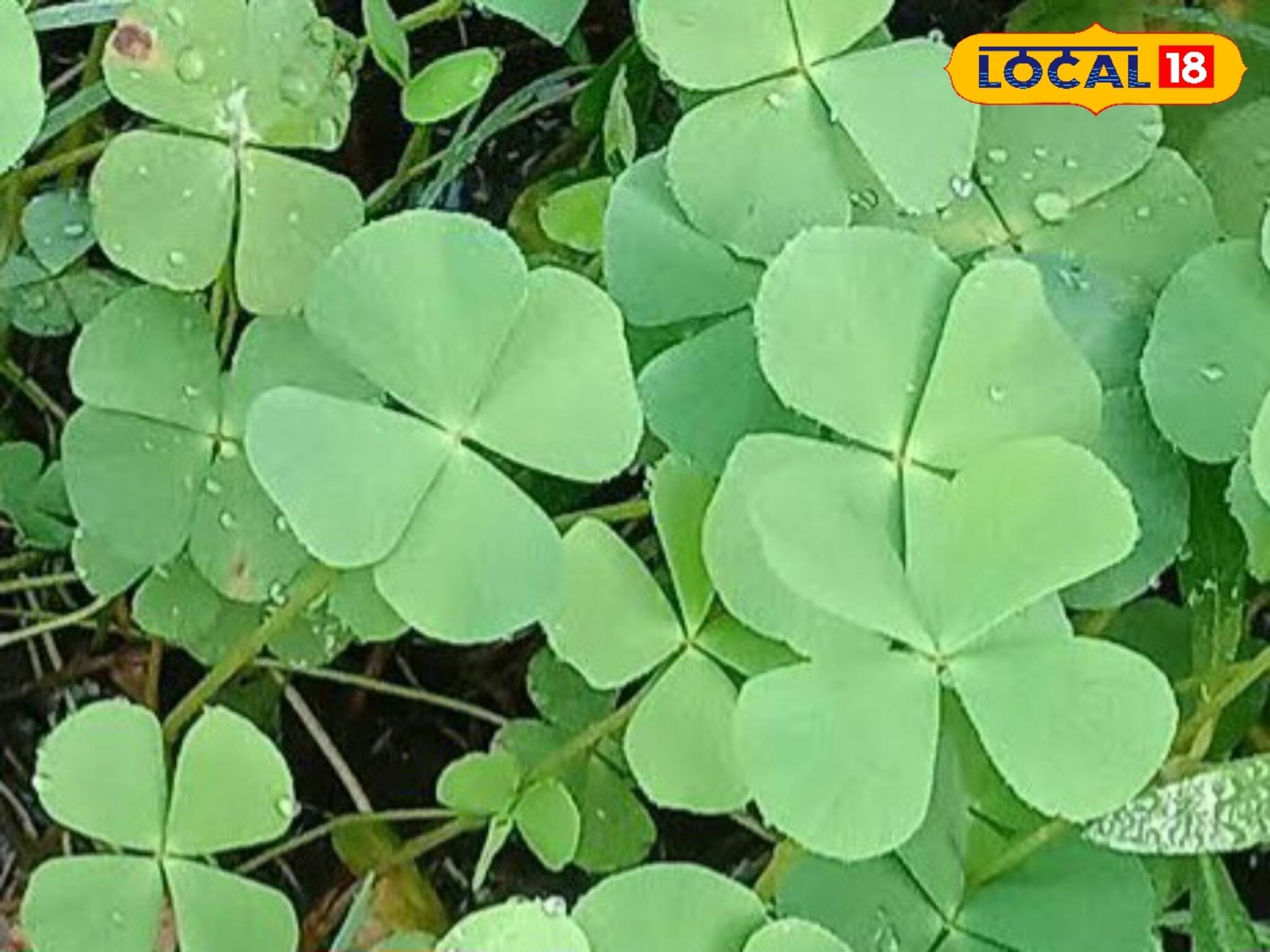 রক্তচাপ, শ্বাসকষ্ট কমায়, স্মৃতিশক্তি বাড়ায়! অবহেলিত এই শাকের উপকার চমকে দেবে