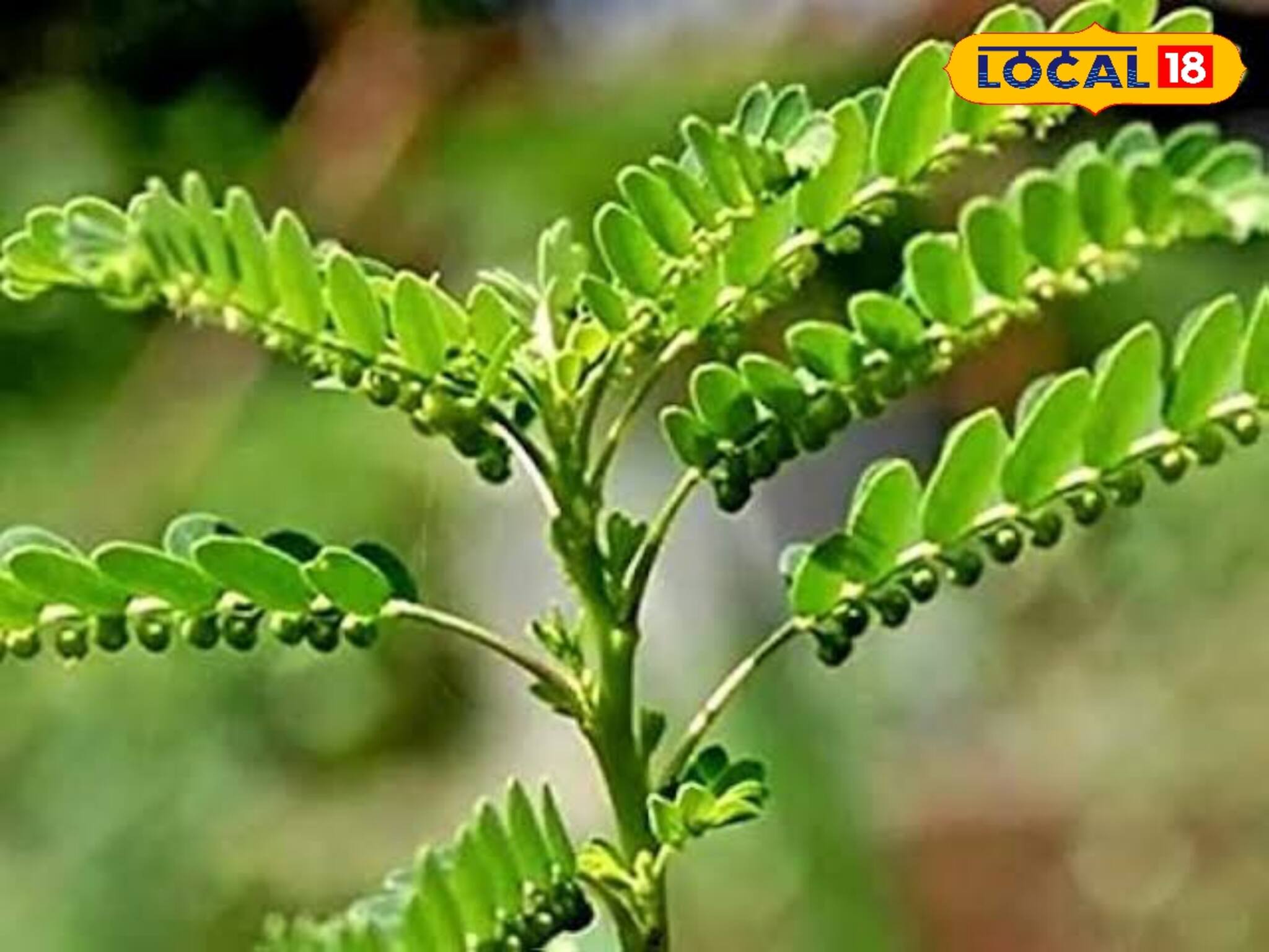 জন্ডিসের মহা-ওষুধ! ফ্যাটি-লিভারে দারুণ কাজের অবহেলায় বেড়ে ওঠা এই পাতা!