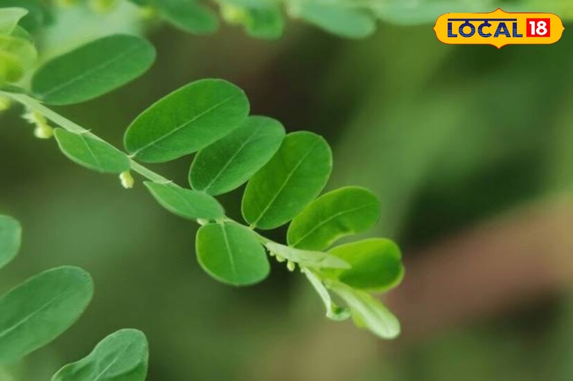 শরীরের নানা ক্ষত সারাতে, পেটের অসুখ ও আমাশয় এই পাতা দারুণ কার্যকরী। এছাড়াও হাইপার অ্যাসিডিটি বদ হজমের সমস্যা সারাতে ভূঁই আমলা পাতা শুধু গাছের ক্ষুদ্র ক্ষুদ্র ফল দারুণ কার্যকর।