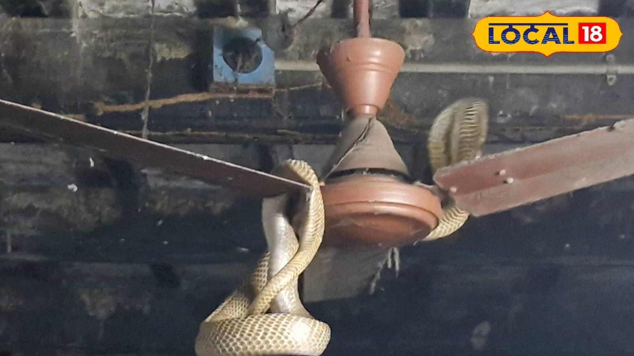 ঘরের সিলিং ফ্যানে ঝুলছে ওটা কী? সামনে যেতেই ভয়ঙ্কর দৃশ্য, চাঞ্চল্য আদিসপ্তগ্রামে