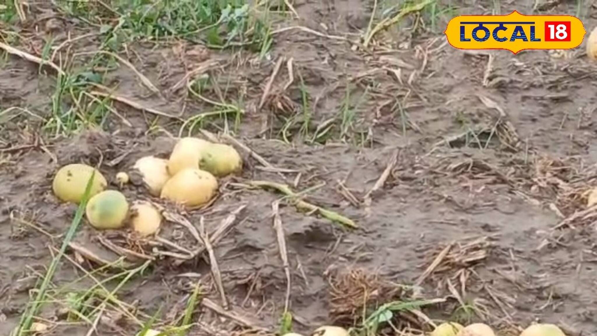 আলু চিন্তা বাড়ছে চাষিদের! বৃষ্টি, শিলাবৃষ্টিই কাল হয়ে দাঁড়াল আলু চাষে