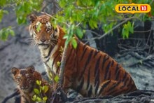‘ওই দেখ বাঘ, সঙ্গে বাঘছানাও’, সুন্দরবনের পর্যটকদের পয়সা উসুল ট্রিপ, দেখে নিন মিষ্টি ভিডিও
