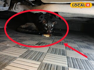 গন্ধগোকুল বা ভাম (Asian Palm Civet)