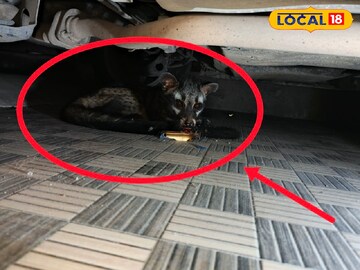 গন্ধগোকুল বা ভাম (Asian Palm Civet)