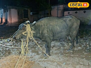 আটক হওয়া ক্ষ্যাপা মহিষ