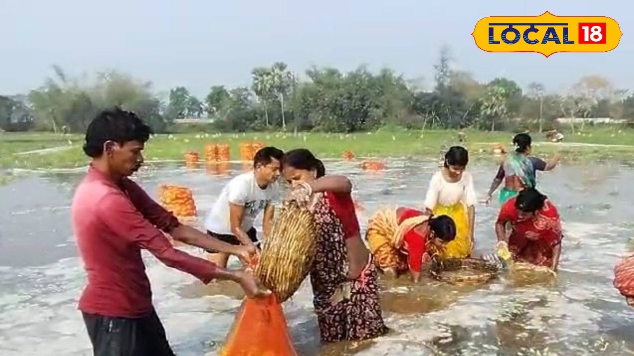 সব 'আলু' পচে যেতে পারে! DVC জল ছাড়তেই চোখে 'জল' চাষিদের...বিঘের পর বিঘে জমি শেষ হয়ে গেল!