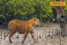 চুপচুপি নদীর ধরে পায়চারি করছিল! পর্যটকরা হাতে পেল 'চাঁদ'! ফের ক্যামেরাবন্দি রয়েল বেঙ্গল!