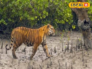 রয়েল