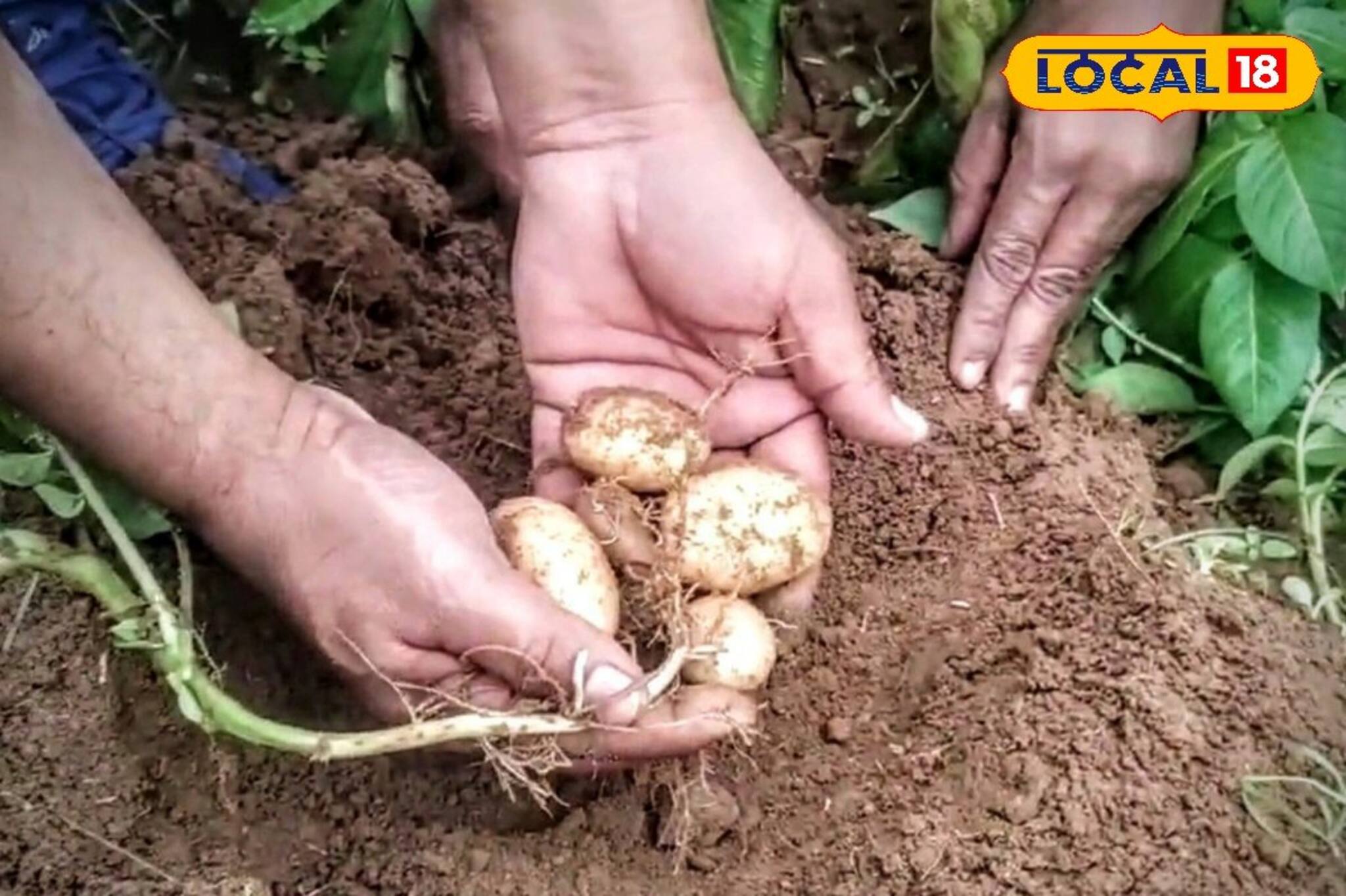 বাঁকুড়ায় তৈরি হচ্ছে হইটেক আলু বীজ, নেই ভাইরাস