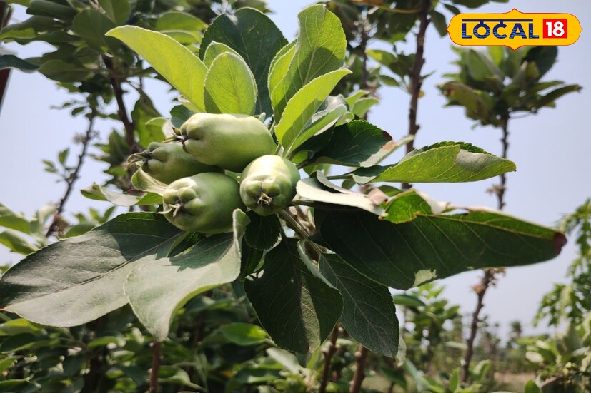 পরীক্ষামূলকভাবে চাষ করা হচ্ছে আন্না, দোসার্ট গোল্ডেন, HRMN-99 প্রজাতির আপেল বাঁকুড়ার গরমেও ফলতে পারে।