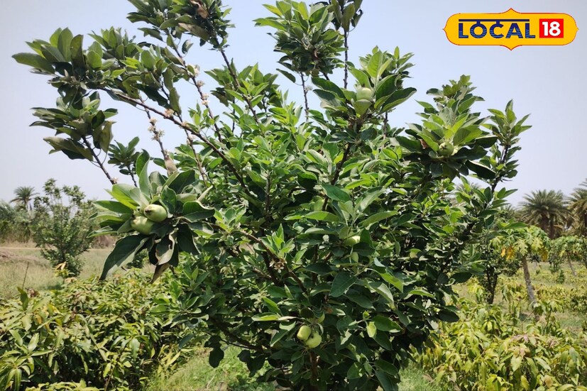 অভিজ্ঞ ফল চাষি নিত্যানন্দ গড়াই বলেন, 