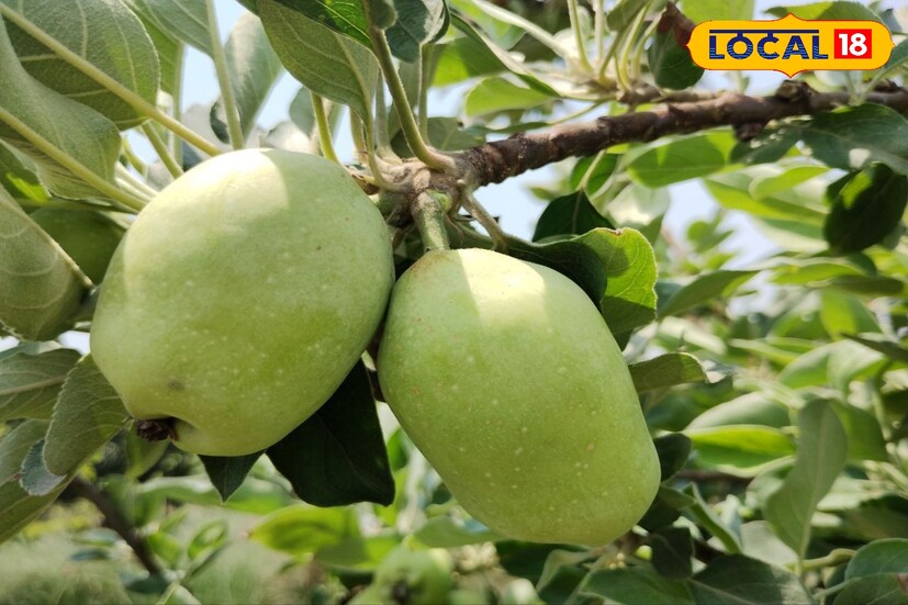 আপেল চাষের জন্য ঠিক কতটা জলের প্রয়োজন বা মাটিতে কী কী খনিজের প্রয়োজন তা নিয়ে গবেষণাও চলছে বিগত তিন বছর এবং লাল ল্যাটেরাইট মাটিতে যদি আপেল চাষ হয় তাহলে সেটা একটি কৃষি বিপ্লবের সমান।