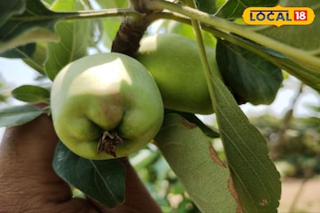 বাঁকুড়ায় কিভাবে সম্ভব আপেল চাষ? জানুন বিস্তারিত বাঁকুড়ায় কিভাবে সম্ভব আপেল চাষ? জানুন বিস্তারিত