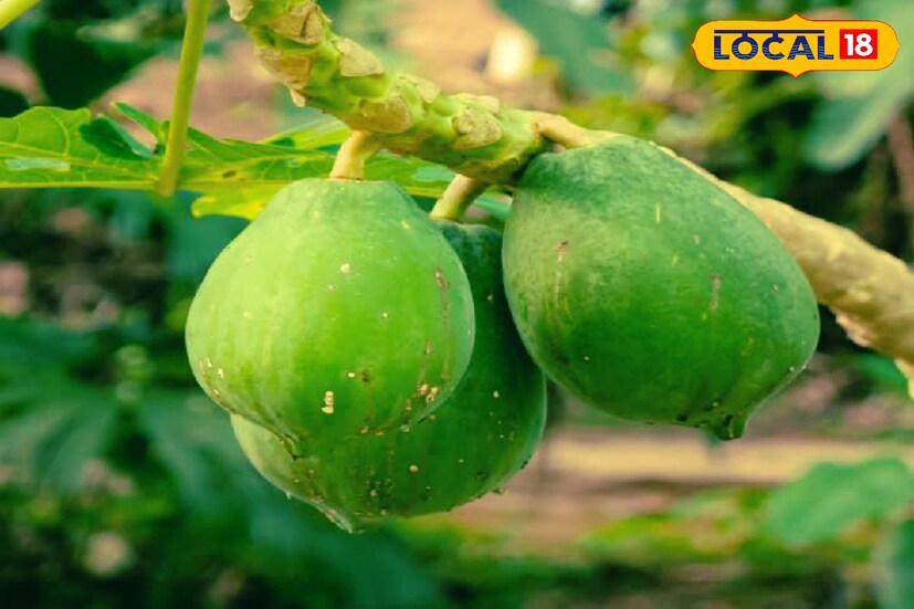 ভিটামিন-C, A এবং E রয়েছে কাঁচা পেঁপেতে। ফলে এটি সংক্রমণ এবং প্রদাহ কমাতে সক্ষম। যে কোনও অসুখ থেকে দ্রুত সেরে উঠতে সাহায্যে করে কাঁচা পেঁপে।