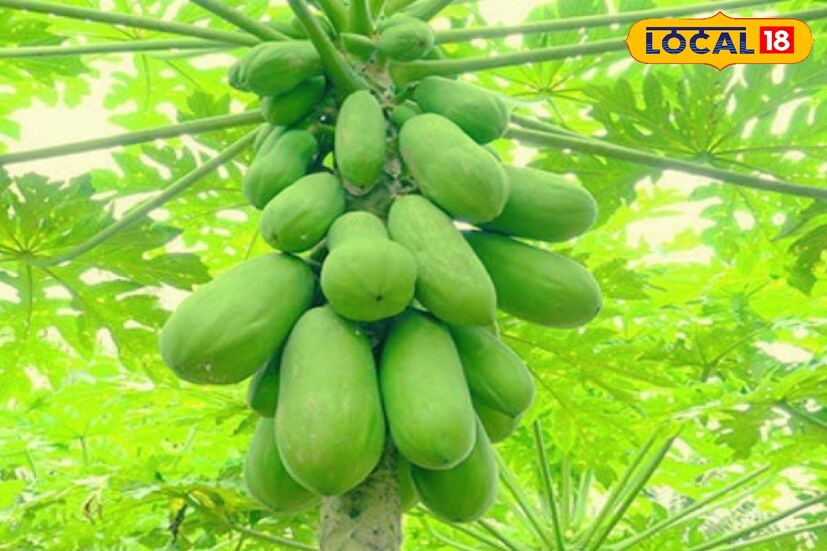 কাঁচা পেঁপেতে কম গ্লাইসেমিক ইনডেক্স রয়েছে। ফলে এটি রক্তে শর্করার মাত্রা নিয়ন্ত্রণে রাখতে পারে সহজেই। ডায়াবেটিসকে বশে রাখতে কাঁচা পেঁপে দারুণ কার্যকর।
