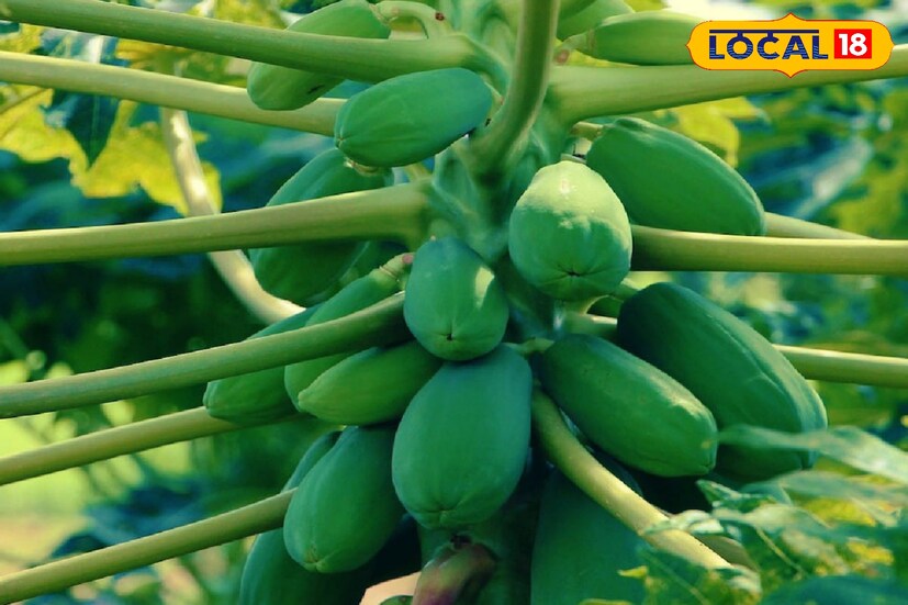 ক্যালসিয়াম, ম্যাগনেসিয়াম এবং ভিটামিন-K থাকায় কাঁচা পেঁপে হাঁড় মজবুত করে। অস্টিওপোরোসিস ও জয়েন্টে ব্যথা কমাতেও তাই দারুণ কার্যকর এটি।