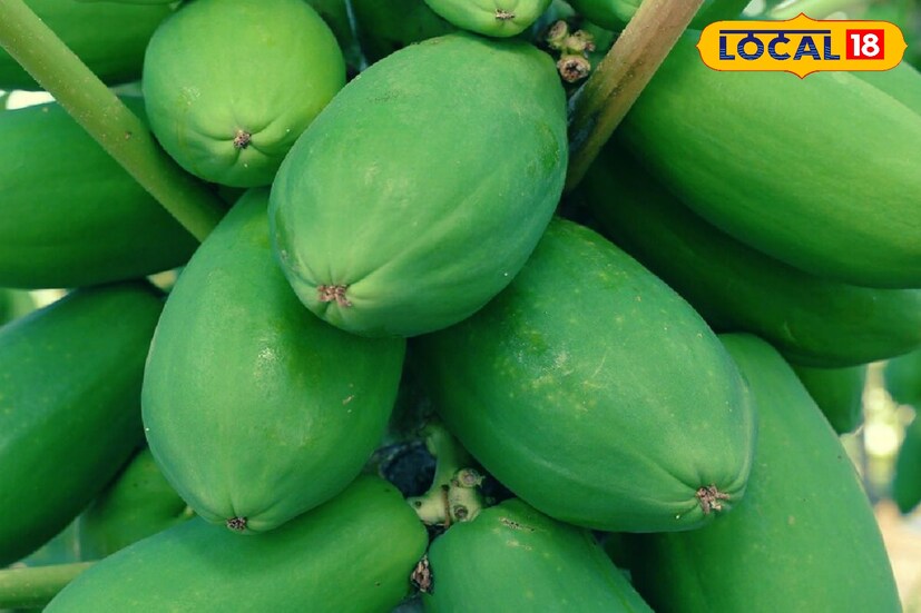 অনেকেই কোষ্ঠকাঠিন্যের সমস্যায় ভোগেন। পেঁপেতে থাকা ফাইবার এই কোষ্ঠকাঠিন্যের সমস্যা কমাতে সক্ষম। এছাড়া পেঁপে অন্ত্রের স্বাস্থ্য ভাল রাখে।
