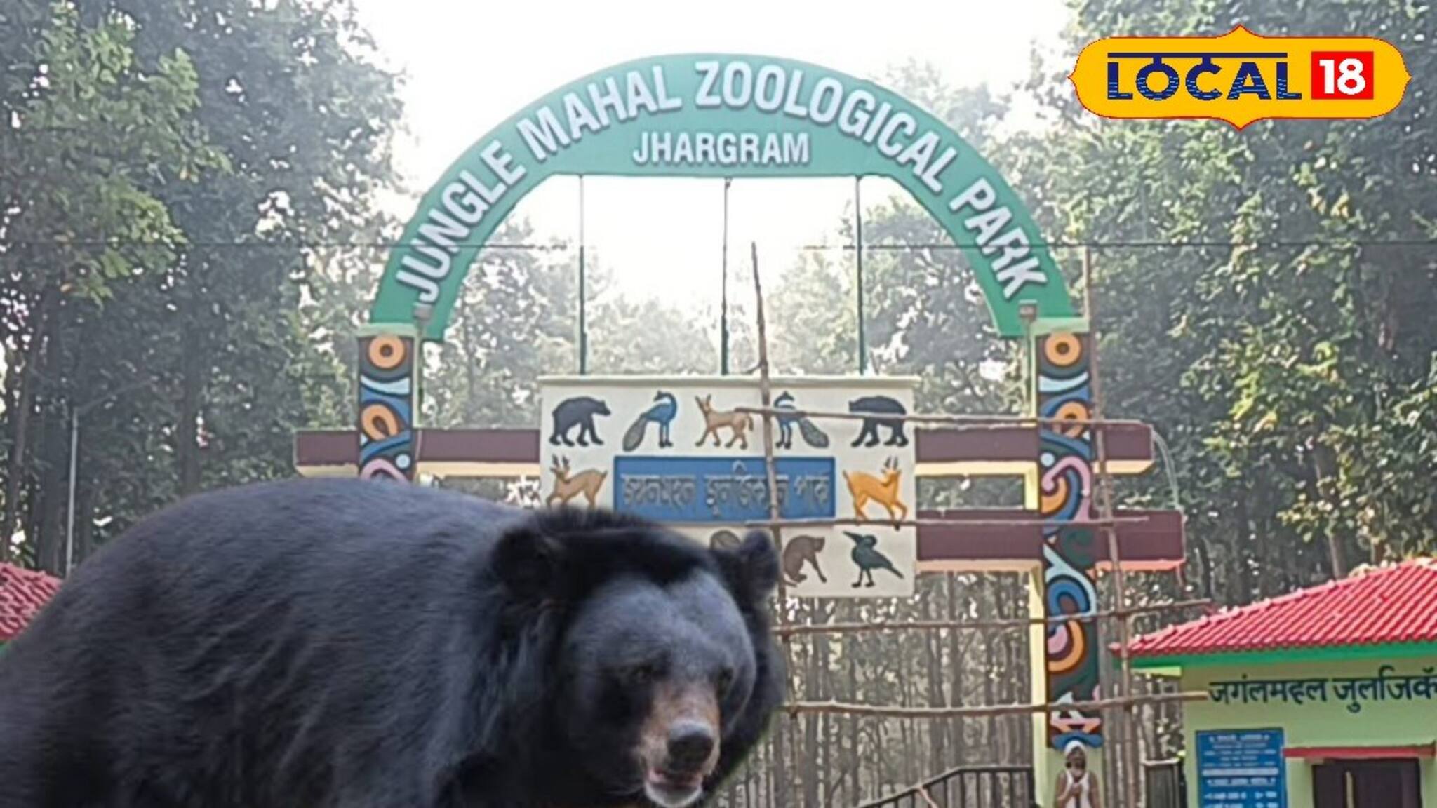 Jhargram News: একা একা রাত কাটানোর দিন শেষ! শেষমেশ সুখ-দুঃখে জঙ্গলমহলে স্ত্রী ভালুক পাশে পাচ্ছে পুরুষ সঙ্গীকে