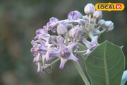 শিবলিঙ্গে এই নিয়মে আকন্দ ফুল দিন! বদলে যাবে ভাগ্য! সুখ-টাকা-সমৃদ্ধিতে ভরবে জীবন