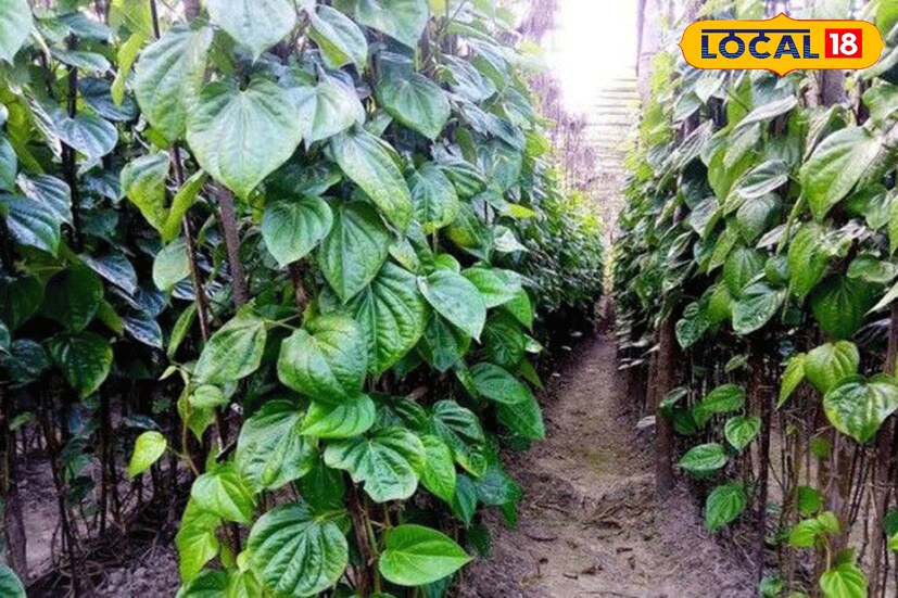 পানে অ্যান্টি মাইক্রোবিয়াল গুণ আছে যা ব্রণ, ফুসকুড়ি সহজেই সারিয়ে তোলে।এ ছাড়াও ত্বকে অ্যালার্জি, কালো ছোপ, সান বার্ন হলেও কয়েকটা পান পাতা আর কাঁচা হলুদ একসঙ্গে বেটে লাগাতে পারেন।সুফল মিলবে।যাঁদের আর্থারাইটিস আছে তাদের ব্যথা কমাতেও সাহায্য করে পান পাতা।