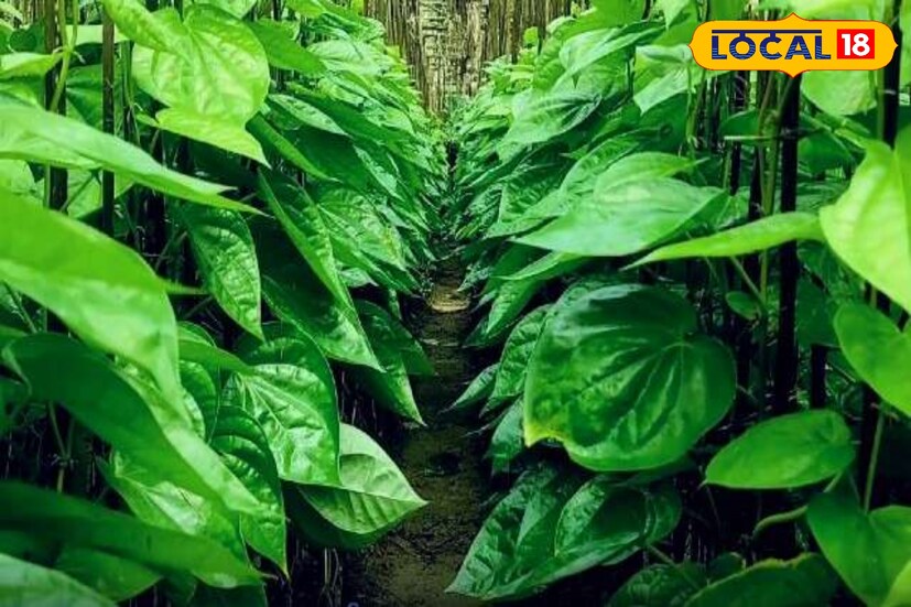 মুখে ঘা হলে পানের মধ্যে কর্পুর দিয়ে চিবিয়ে খেয়ে বার বার পিক ফেললে সুফল পাওয়া যায়।অন্যদিকে পানের সঙ্গে জর্দা মিশিয়ে খেলে পানের সব গুণ নষ্ট হয়ে যায়।পানের সঙ্গে বেশি খয়ের খেলে ফুসফুসে ইনফেকশন হয়।