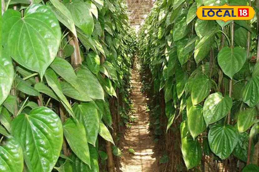 পান কমবেশি আমরা সকলেই খেয়েছি। আগেকার সময় মূলত বয়স্ক দাদু দিদারা পান খেতেন। তবে বর্তমানে এখন অনেকেই পান খেয়ে থাকেন।বিয়ে বাড়ি হোক বা যে কোনও অনুষ্ঠান সব জায়গাতেই ভোজের শেষে মুখশুদ্ধি হিসাবে পান দেওয়া হয়। তবে জানেন এই পান কতটা উপকারী আপনার শরীরের জন্য! আর এই বিষয়েই আমাদের পরামর্শ দিয়েছেন ডক্টর মোঃ এন্তাজুল হোসেন।