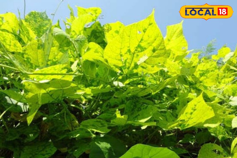 শিমের পাতার মধ্যে থাকে ভিটামিন বি-৬, থায়ামিন, পেন্টোথেনিক অ্যাসিড, নিয়াসিন। ফলে শিমের পাতাও কিছু অংশে রান্না করে খাওয়া যেতে পারে।