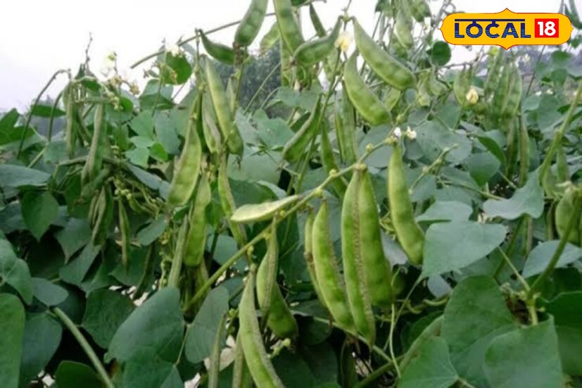 শিমের বীজে থাকা ভিটামিন বি-৬ বা ফোলেট শরীরে অ্যামিনো অ্যাসিড তৈরি করে। এটি রক্তের সুগার নিয়ন্ত্রণ এবং গ্লাইকোজেন সরবরাহ করে।