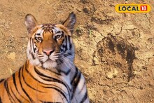 ঝাড়গ্রামে ফের আতঙ্ক! মিলল পায়ের ছাপ, বেলপাহাড়িতে ঘর ছেড়ে বেরতে ভয় পাচ্ছেন সকলে