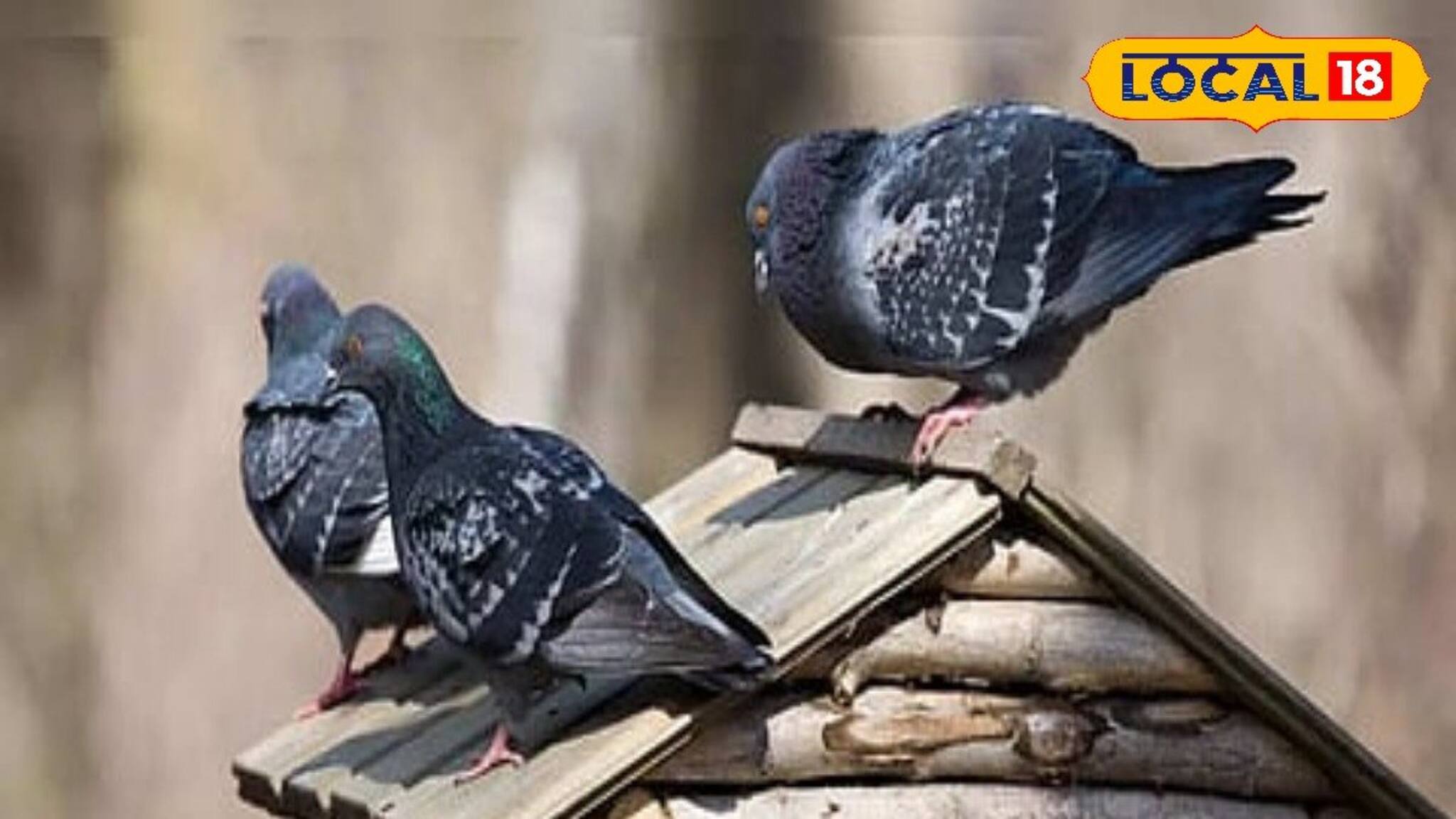 বাড়িতে এই পাঁচ পাখি আসা সৌভাগ্যের প্রতীক! রাতারাতি ভিখারি থেকে রাজা হবেন! জানুন