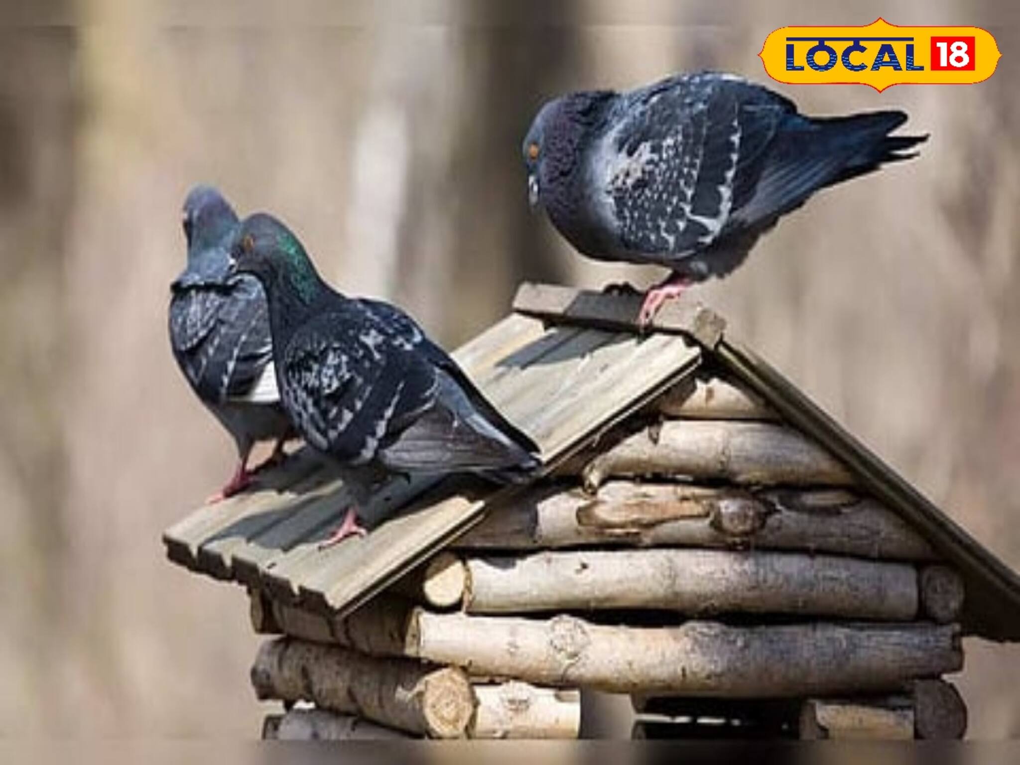 বাড়িতে এই পাঁচ পাখি আসা সৌভাগ্যের প্রতীক! রাতারাতি ভিখারি থেকে রাজা হবেন! জানুন