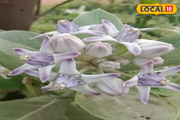 অবহেলায় পড়ে থাকা আকন্দ ফুল চাষ করেই এভাবে লাভের মুখ দেখছেন জেলার চাষিরা