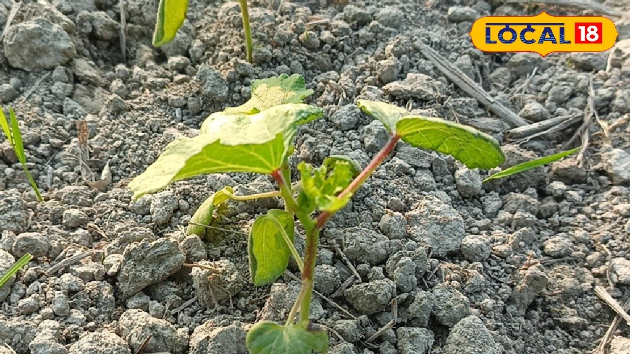 How To Make Profits: মরশুমি এই চাষে হবে তিন-চার গুণ লাভ! কী করতে হবে জেনে নিন