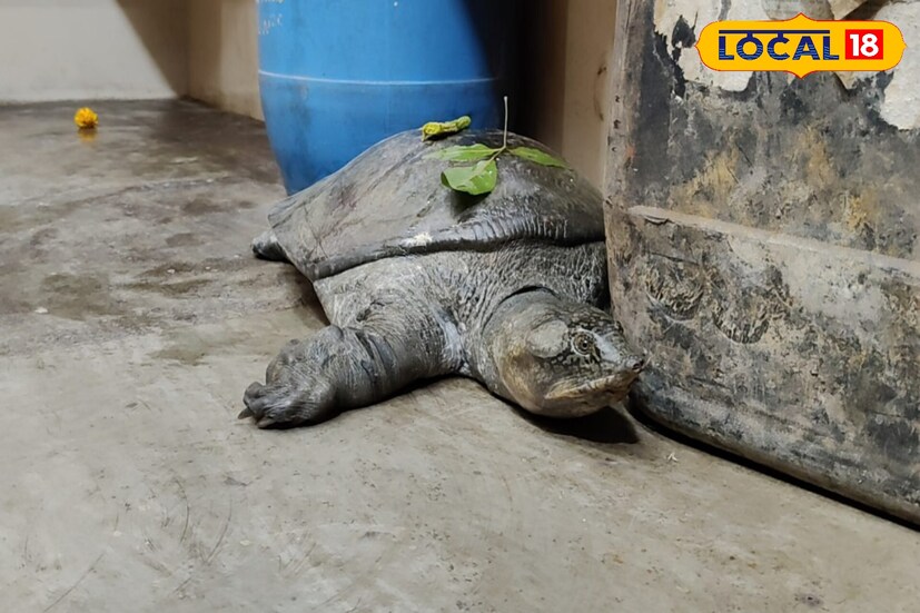 দোকানের কর্ণধার অভিষেক বণিক জানান, আচমকা কচ্ছপটি দেখে অবাক হয়ে যান তাঁরা। এরপর রীতিমতো ফুল, বেলপাতা দিয়ে পুজোও দেন কচ্ছপটিকে।