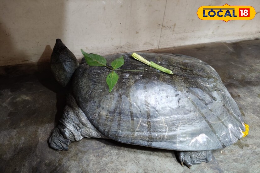 কবিরাজ বাগানের পাশেই রয়েছে রাজ আমলের হেরিটেজ কাইয়া দিঘি। এদিন এই দিঘি থেকেই এক বড় কচ্ছপ উঠে আসে দিঘি সংলগ্ন এক দোকানের ভেতর।