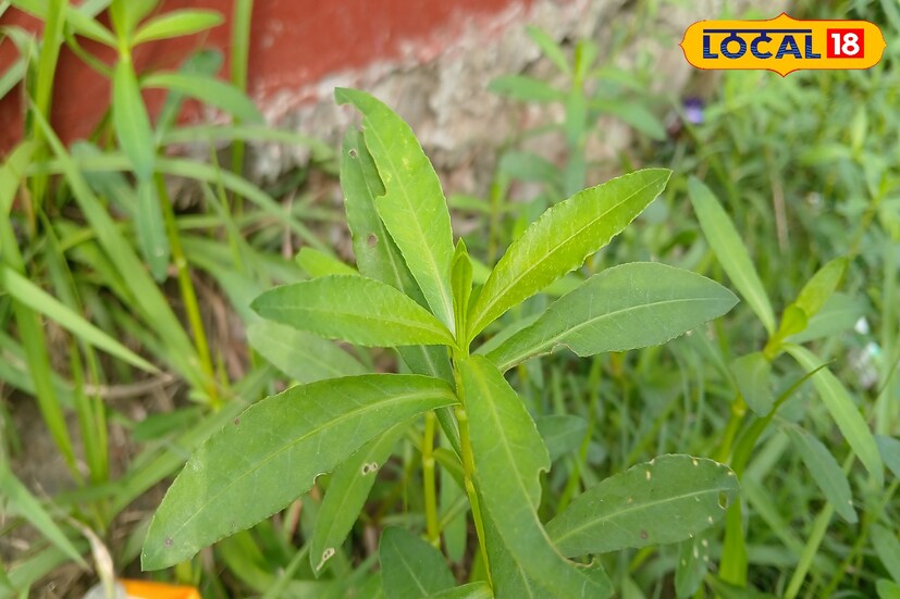 নরম কান্ড সরু লম্বা লম্বা পাতা। উপকারী এই শাক চাষাবাদী জমিতে আগাছা হিসেবে জন্মায়। পুকুরপাড় বা ধান জমিতে দেখা যায় এটি বর্মা শাক বা মালঞ্চ শাক নামে পরিচিত।