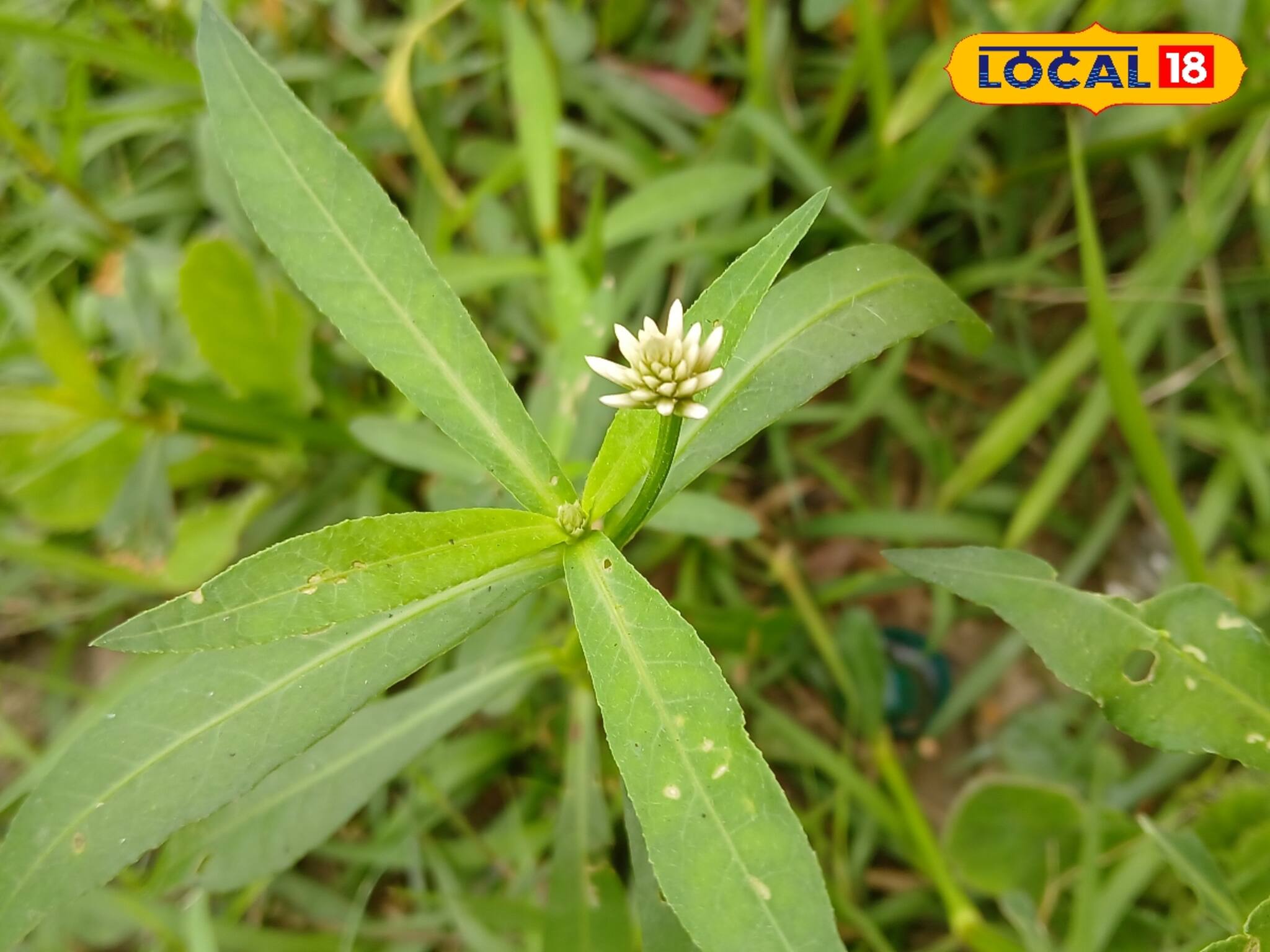 আগাছা হিসেবে বেড়ে ওঠে এই শাক! বহু জটিল রোগের যম! খেলেই উপকার