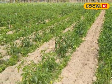 Alipurduar News: একই জমিতে হচ্ছে যৌথ চাষ, মাটির উর্বরতা বৃদ্ধির লক্ষ্যে অভিনব উদ্যোগ