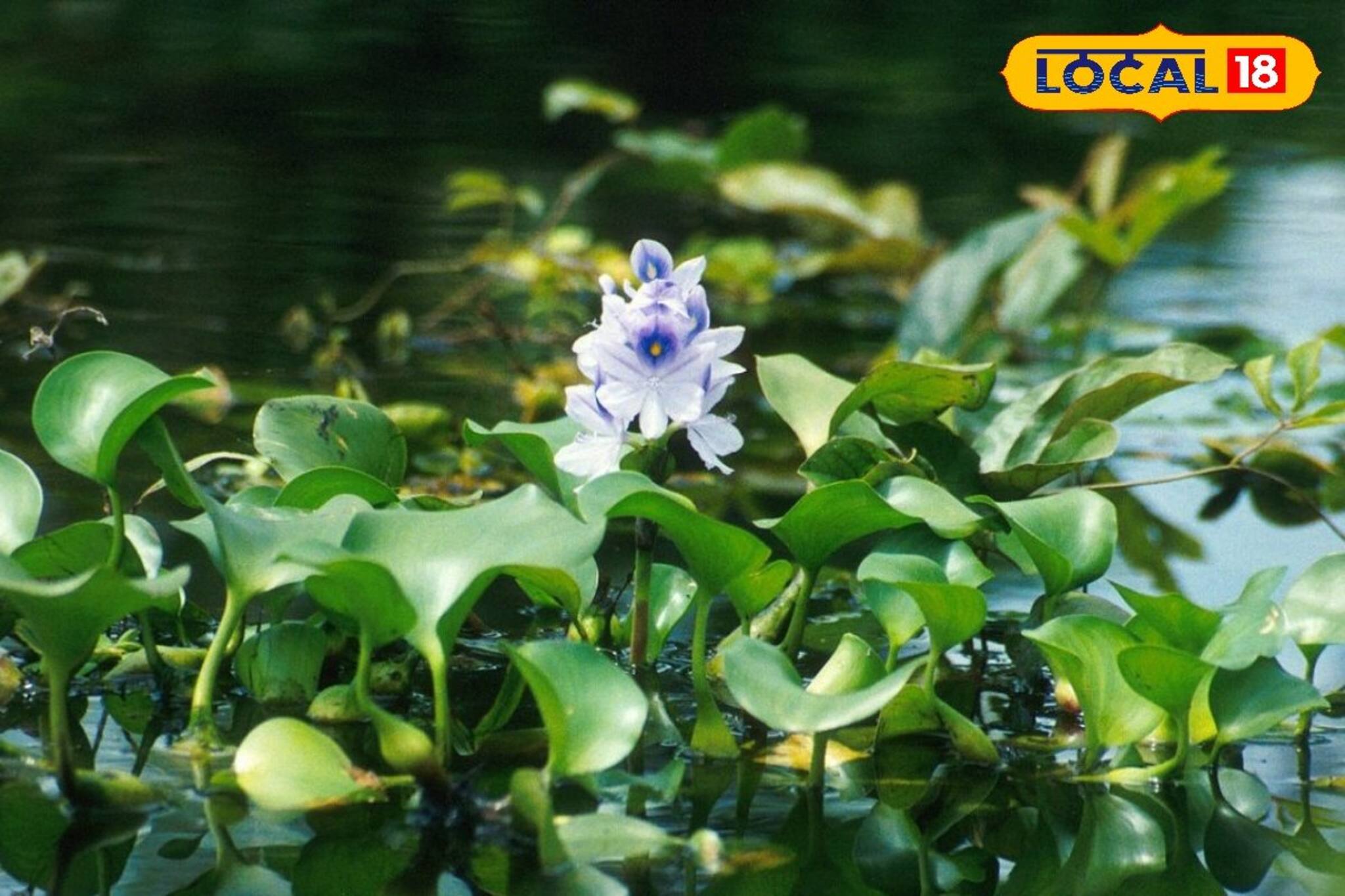 জলাশয়ের কচুরিপানা থেকেও উপার্জন! মহিলারা করছেন দু'হাত ভরে রোজগার