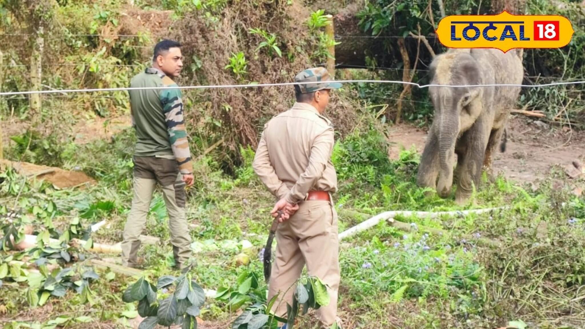 নেই চিকিৎসালয়, তাতেও হাল ছাড়ছে না বন দফতর! বিশেষ উপায়ে চলছে অসুস্থ হাতির চিকিৎসা