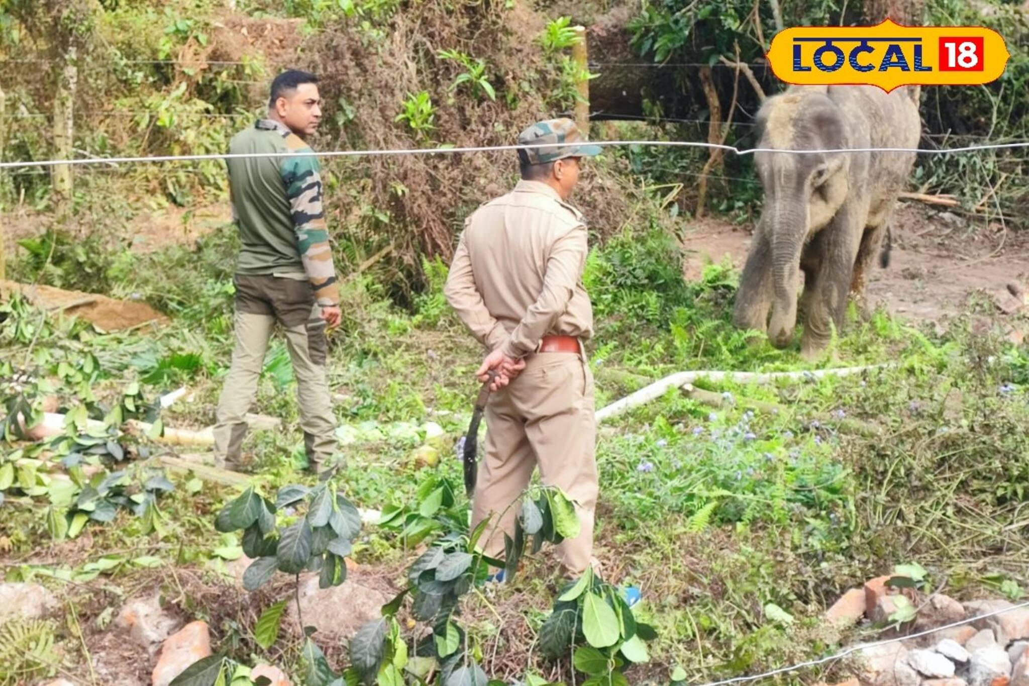 নেই চিকিৎসালয়, তাতেও হাল ছাড়ছে না বন দফতর! বিশেষ উপায়ে চলছে অসুস্থ হাতির চিকিৎসা