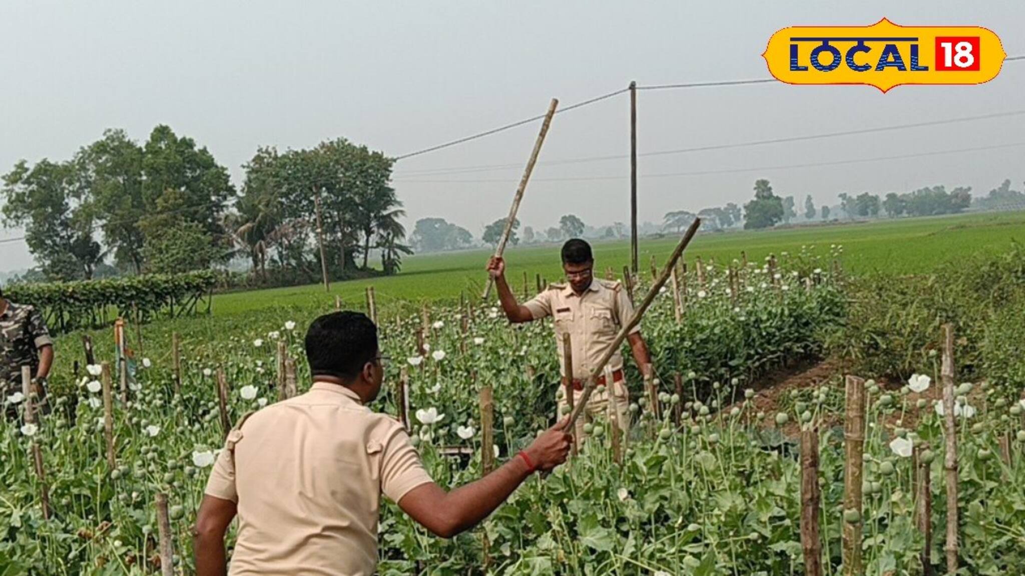 ফসলের আড়ালে চাষের খেতে লুকিয়ে চলছিল এ সব! পুলিশ যেতেই চক্ষু চড়কগাছ সকলের