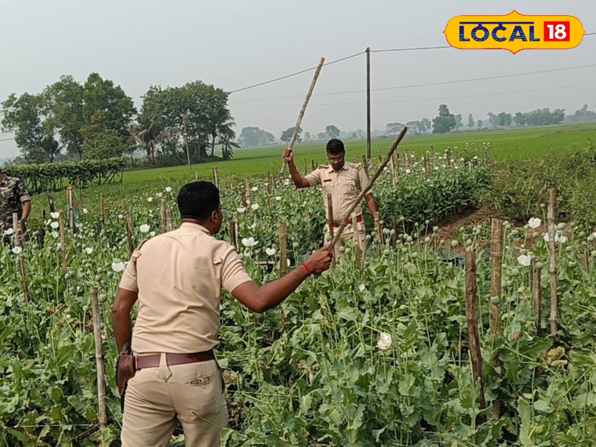 ফসলের আড়ালে চাষের খেতে লুকিয়ে চলছিল এ সব! পুলিশ যেতেই চক্ষু চড়কগাছ সকলের