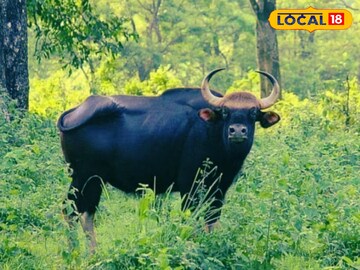 বাইসন (ছবি সৌজন্য - ইন্টারনেট)