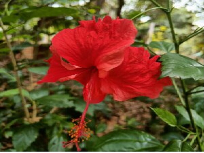 রান্নাঘরের দুই সামান্য উপকরণেই জবাগাছে প্রচুর ফুল আসবে। গাছ বেড়েও উঠবে সযত্নে। দু’টি খালি প্লাস্টিকের বোতলে আলাদা আলাদা করে জলে ভিজিয়ে রাখুন পেঁয়াজের খোসা ও কলার খোসা। দু’দিন জলে ভিজিয়ে রাখলেই মজে গিয়ে তৈরি হবে সার। এ বার ২ লিটার জলে মিশিয়ে নিন ১০০ মিলিলিটার পেঁয়াজের খোসা সার। তার পর ভাল করে ছেঁকে নিন। পেঁয়াজের খোসার নাইট্রোজন, ফসফরাস, পটাশিয়াম, কপার, আয়রন, ম্যাঙ্গানিজ জবাগাছের জন্য খুবই উপকারি।